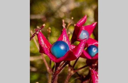 La Pellegrine, Parc national des Cévennes - Foto 42