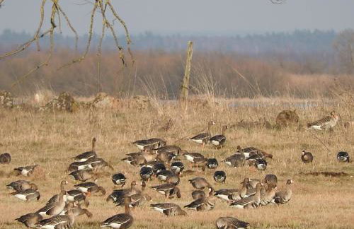 Agroturystyka Biebrzańska Kraina - Foto 38