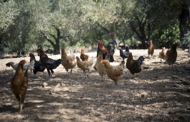 Chaihoutes stone villa into Olive farm in Zia - Foto 17