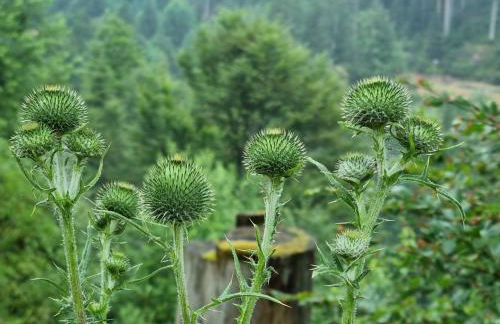 Bergforelle - Bilderbuchausblicke, Sauna und Genussmomente in einer ehemaligen Kapelle - Foto 28