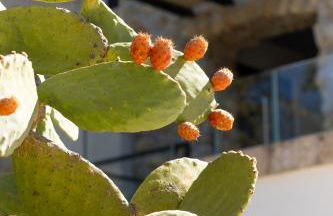 Oikos in Terre di Zaccanello - Foto 28