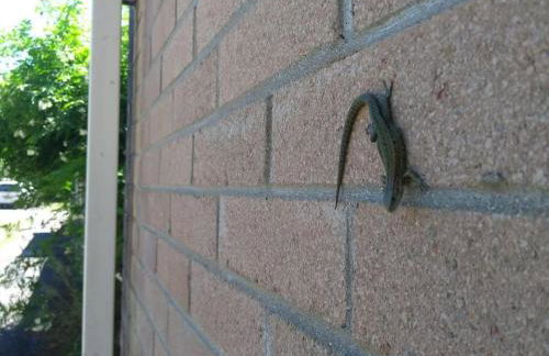 Waterfall Lodge - Foto 63