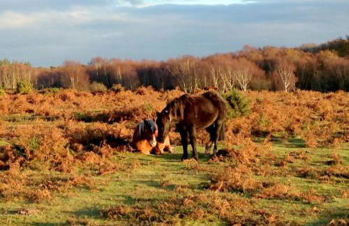 Beautiful Lymington New Forest Getaway - Foto 17