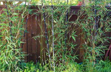 No Car Needed - N Beacon Hill Beauty - Foto 51