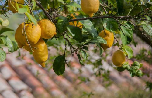 Azienda Agrituristica Bergi - Foto 79