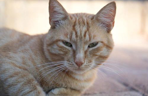 Boutique Bio Agriturismo Casale San Cristoforo - Photo 29