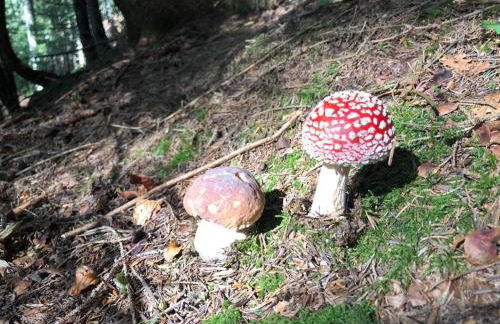 Chalet Lagorai - Foto 8