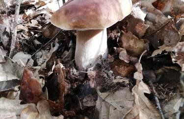 Cisowa Ostoja - Foto 21