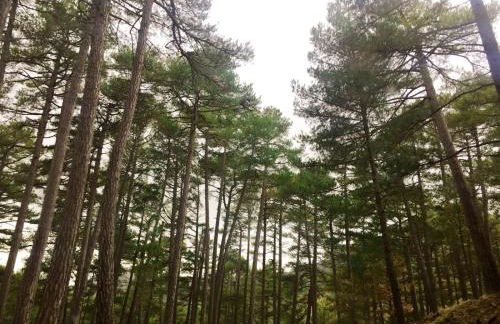 Vivienda Turística Rural Entrepinares - Foto 34