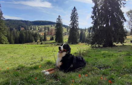 Daheim im Geissetal - Foto 30