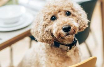 Rosebank House - 12 Guests, 6 Ensuite Bedrooms, EV point, Games Rooms, Wood Burner, Pet Friendly! - Photo 75