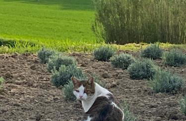 Casa Vacanze Podere San Giusto Volterra - Foto 34