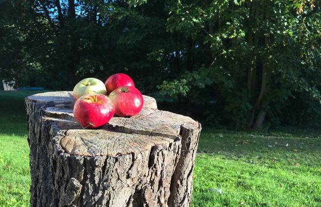 Bungalow in Tessmannsdorf Nahe Salzhaff - Foto 15
