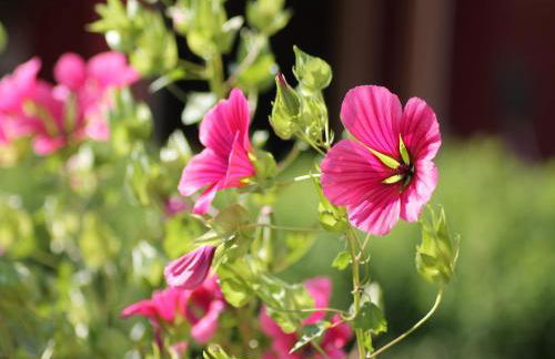 Gemuetliche Ferienunterkuenfte mit Garten in Zweedorf - Foto 160
