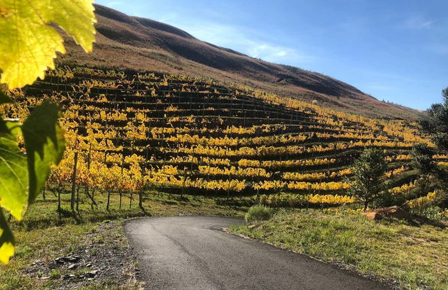 Tour de bicicleta pelos vinhedos da vinícola Villaggio Bassetti com degustação - Foto 7
