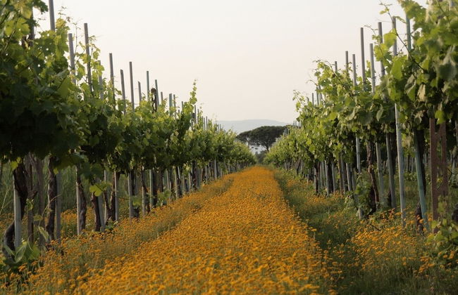 Tenuta Lamborghini Golf & Resort - Foto 54