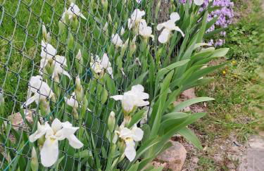 a casa di nonna Tarsilla-entire apartment,5 guests - Foto 9
