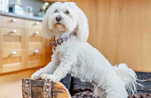 Drovers Lodge, farm retreat in rural Lanarkshire, family and pet friendly, onsite craft distillery, perfect location for exploring central Scotland - Foto 14