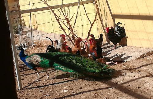 CASERIO INAZARES - CASAS DE MONTAÑA CON CHIMENEA Y NIEVe - Foto 64