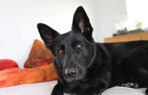 Jungle Paradise - Foto 54