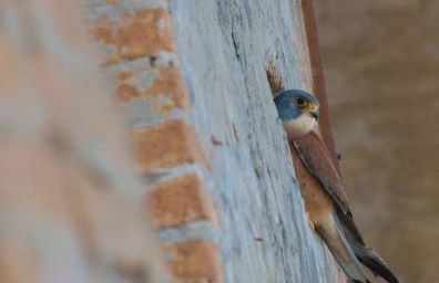 La Piccola Bellezza - Foto 16