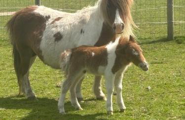 Bridie -rose with wood tub country retreat mini zoo - Foto 35