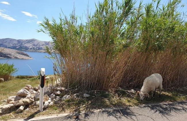 Apartments Dalmatinka Metajna Novalja - Foto 35