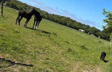 Gut Bennewohld - Foto 14