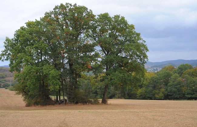 Chalet in Gerolstein Near Forest Trails - Foto 23