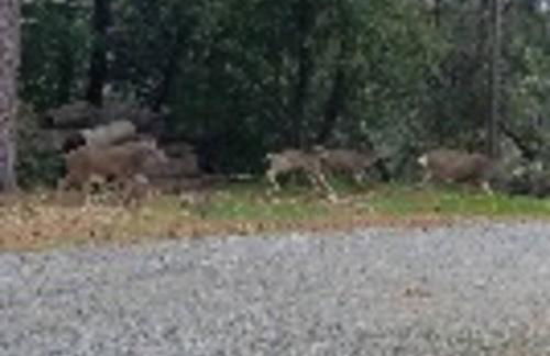 Uncle Grizz's Cabin...get intouch with nature - Foto 9