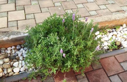 Apartments Merlin - Foto 21