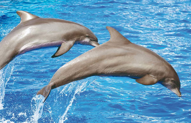 Dolphin Watching in South Mallorca - Foto 2