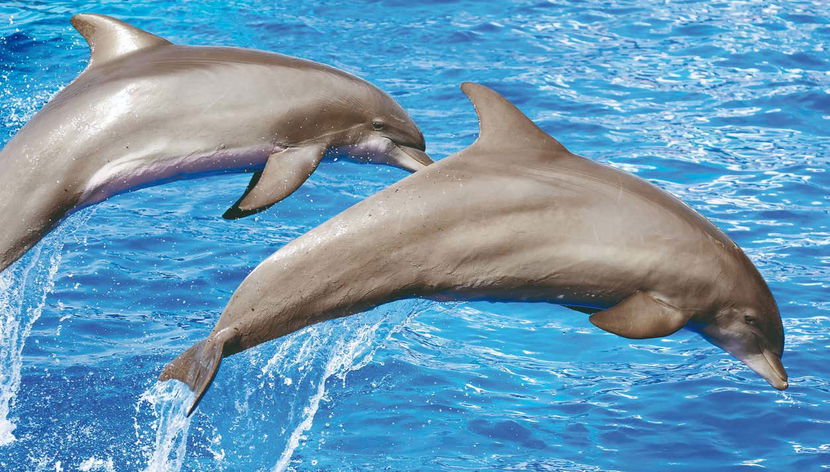 Dolphin Watching in South Mallorca - Foto 2