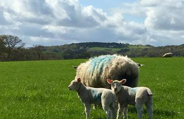 Pheasant Cottage - Foto 24