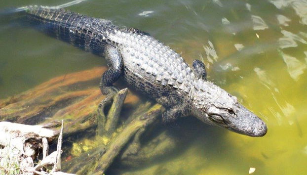 Explora cuatro encantadores pueblos de Oaxaca - Tour de un día entero - Foto 4