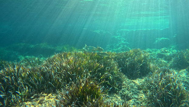 Veremos los fondos marinos del suroeste de Menorca