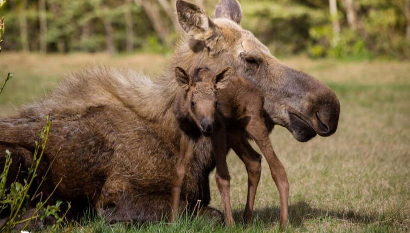 Arctic Circle Tour - Photo 2, Moose in the wild