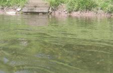 Queen bee's nest - Foto 8