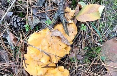 Leśny Domek - Foto 35