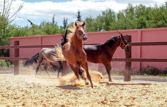 Dar Ichkeul - Foto 32