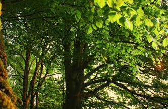 David's Organic Farm Wales - Foto 24