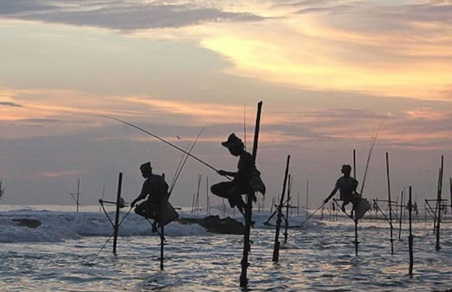 Sana Guest - Photo 35