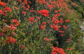 Ferienwohnung Angie - Foto 29