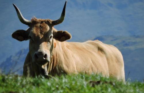 Pedroenea Apartamento Elizondo - Foto 46