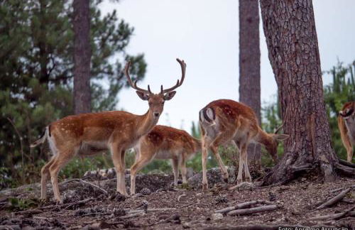 Quinta da Bemposta - Foto 45