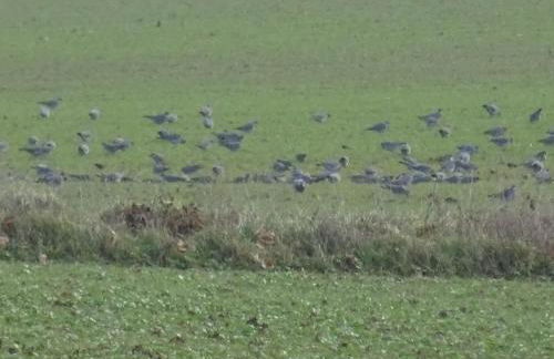 Gite La Saubolle à Marciac - Photo 37