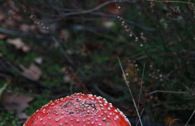 Peaceful Chalet Retreat - Foto 19