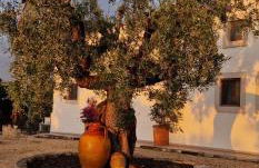 Masseria Cesarina B&B - Foto 53