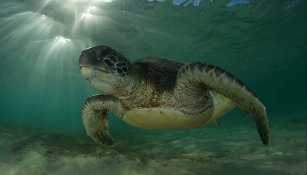 Tortue marine