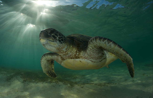 Plongée sur l'île de Lord Howe - Photo 3